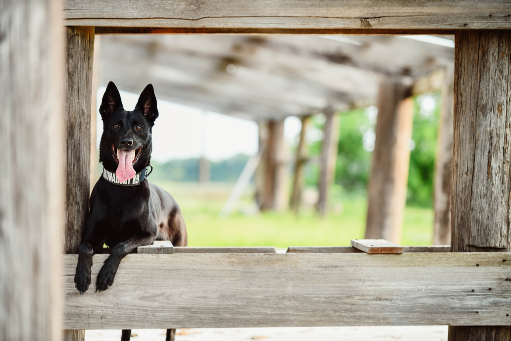 Dog Training at Royal Dog Ranch