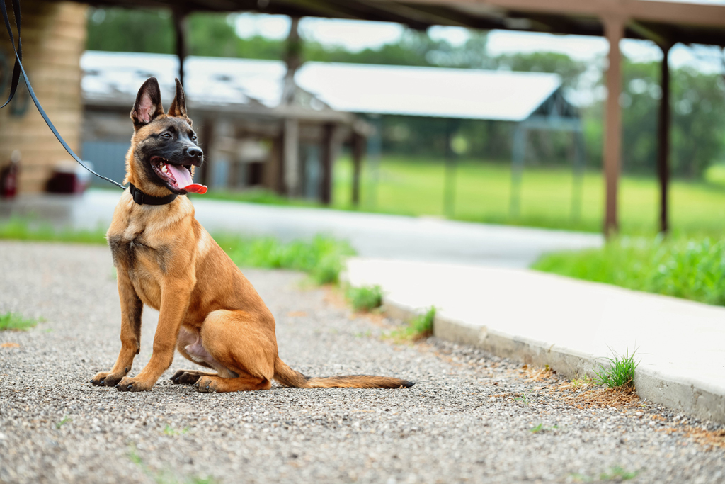 Dog Training at Royal Dog Ranch