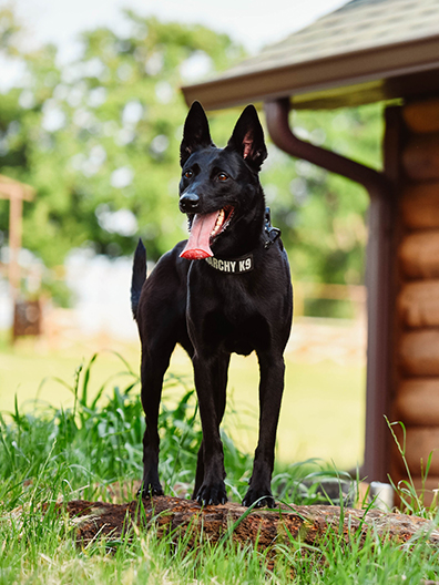 Happy dog in boarding